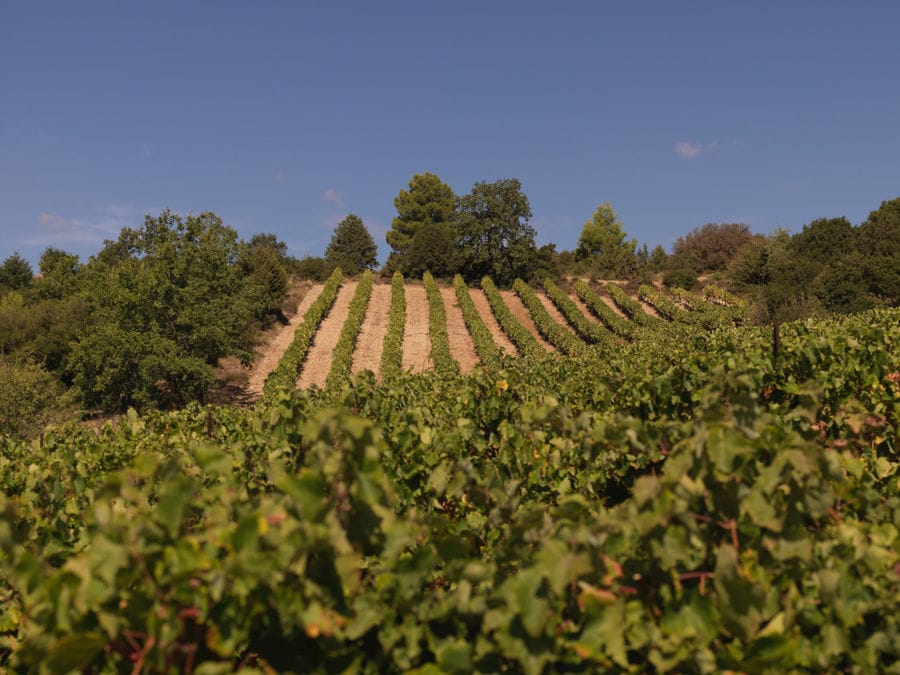 rows of vines at Strofilia winery vineyards in the background of trees and blue sky